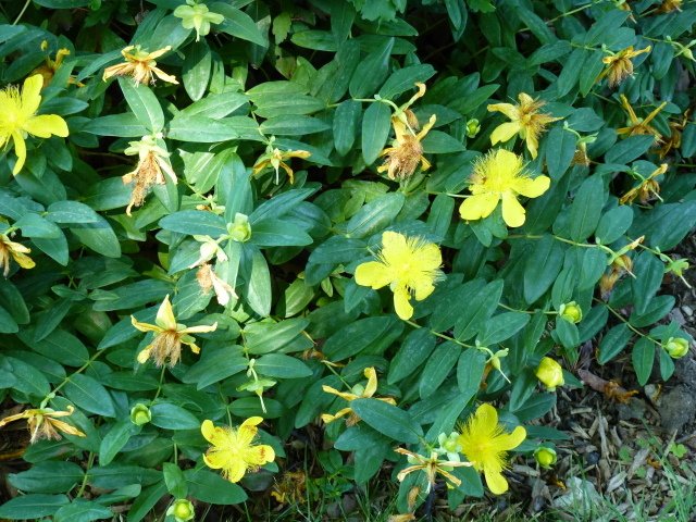 Hypericum calycinum P9 (2)